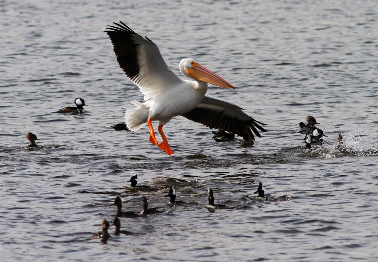White Pelican Flies Into Hoodies 