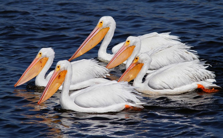 White Pelican Quintet