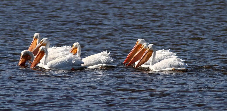 White Pelican Small Group in Pond 