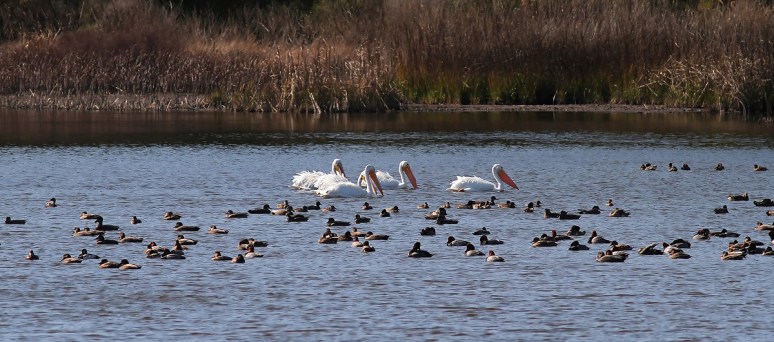 White Pelican Small Group in Pond 