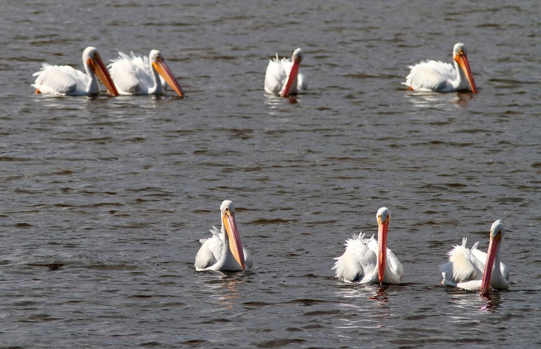 White Pelican Small Group in Pond 