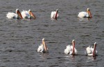 White Pelican Small Group in&nbsp;Pond
