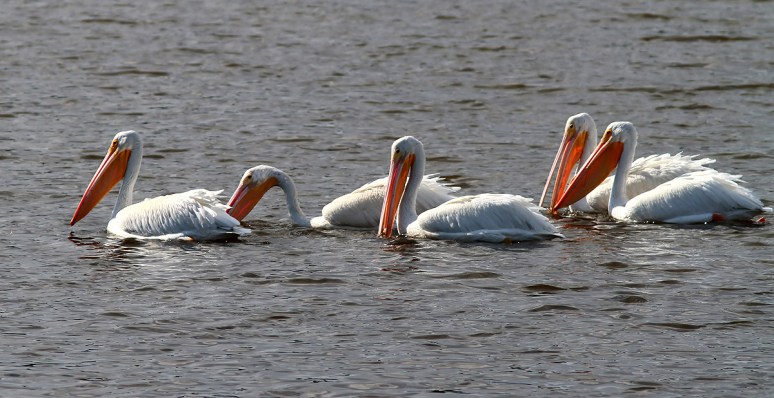 White Pelican Small Group in Pond 