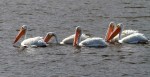 White Pelican Small Group in&nbsp;Pond