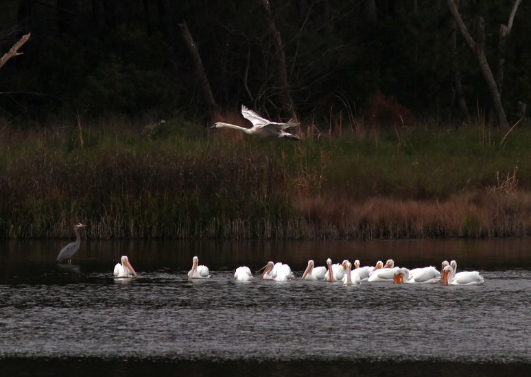 White Pelicans and Swan