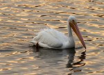 White Pelicans at&nbsp;Sunset