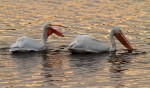 White Pelicans at&nbsp;Sunset