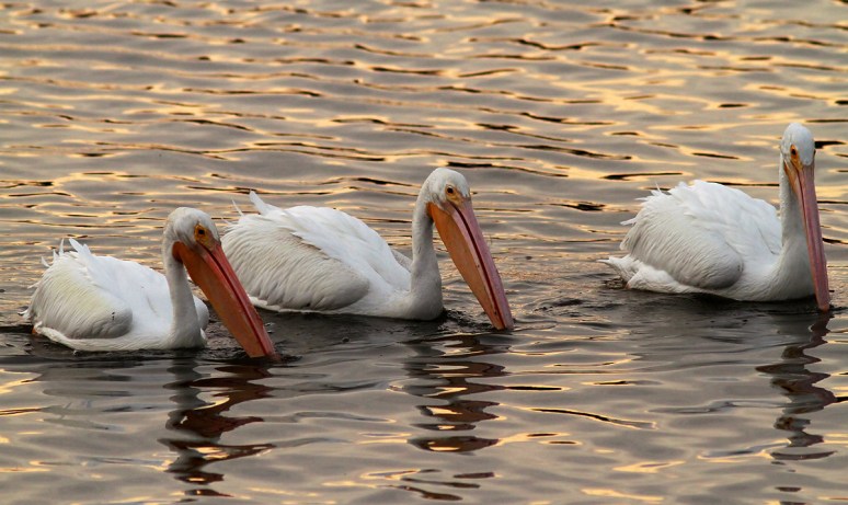 White Pelicans at Sunset 