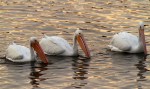 White Pelicans at&nbsp;Sunset