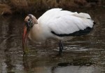 Wood Stork Leaves The Marsh&nbsp;Pond