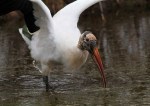 Wood Stork Leaves The Marsh&nbsp;Pond