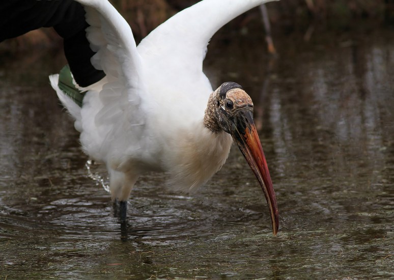 Wood Stork Leaves The Marsh Pond