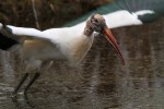 Wood Stork Leaves The Marsh&nbsp;Pond