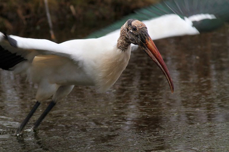 Wood Stork Leaves The Marsh Pond