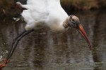 Wood Stork Leaves The Marsh&nbsp;Pond