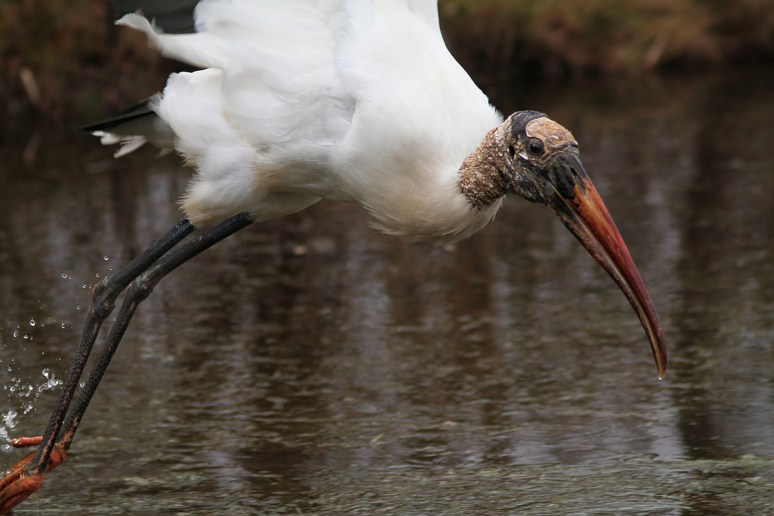 Wood Stork Leaves The Marsh Pond