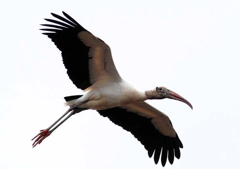 Wood Stork Leaves The Marsh Pond