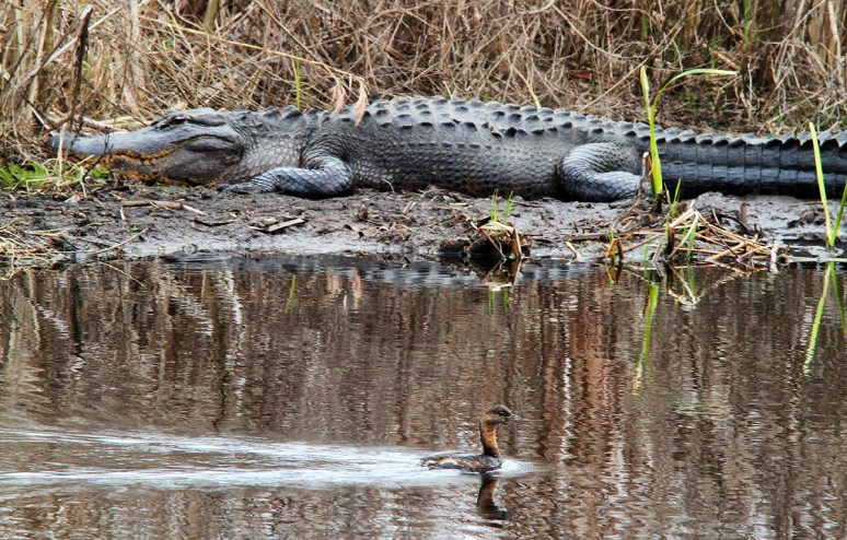 Alligator and PB Grebe in Swamp