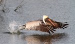 Brown Pelican Flight Out Of Salt&nbsp;Marsh