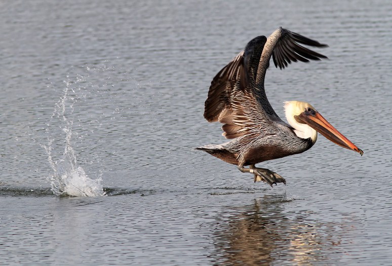 Brown Pelican Flight Out Of Salt Marsh 