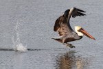 Brown Pelican Flight Out Of Salt&nbsp;Marsh