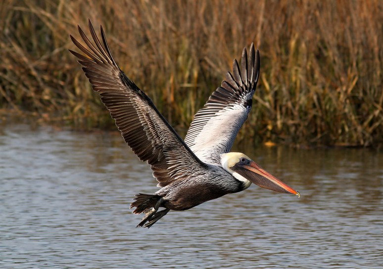 Brown Pelican Flight Out Of Salt Marsh 