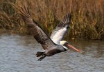 Brown Pelican Flight Out Of Salt&nbsp;Marsh
