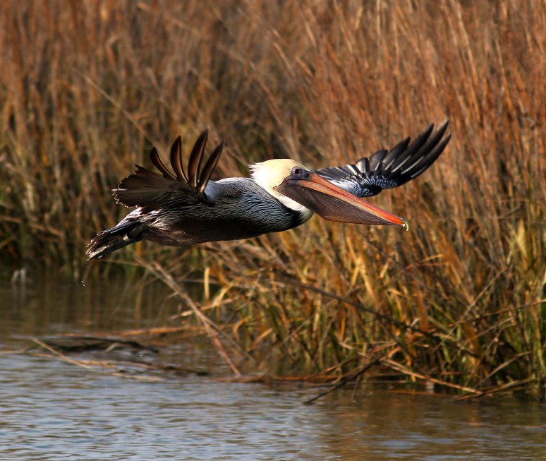 Brown Pelican Flight Out Of Salt Marsh 
