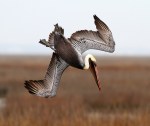 Brown Pelicans Fishing in the Salt&nbsp;Marsh