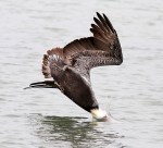 Brown Pelicans Fishing in the Salt&nbsp;Marsh