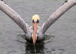 Brown Pelicans Fishing in the Salt&nbsp;Marsh