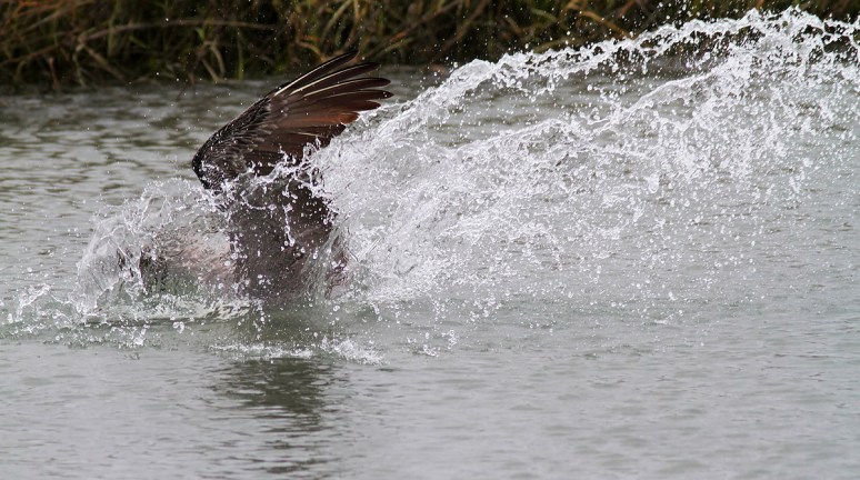 Brown Pelicans Fishing in the Salt Marsh 