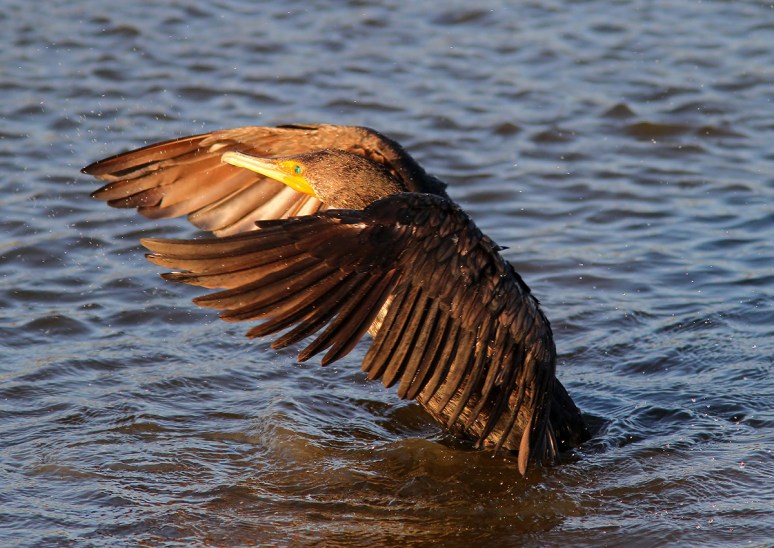 Cormorant Portrait Ruined 