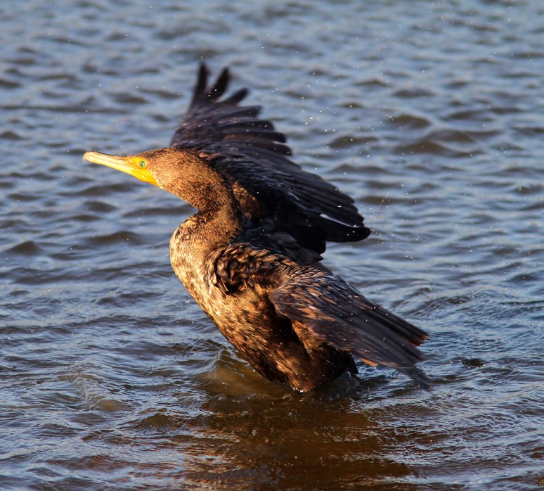 Cormorant Portrait Ruined 