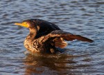 Cormorant Portrait Ruined