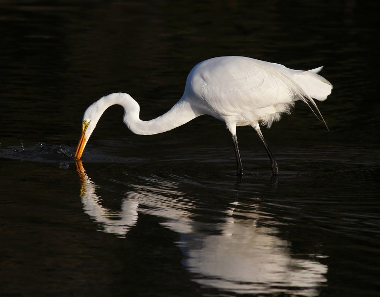 Egret Embarrassed at Fishing Results 