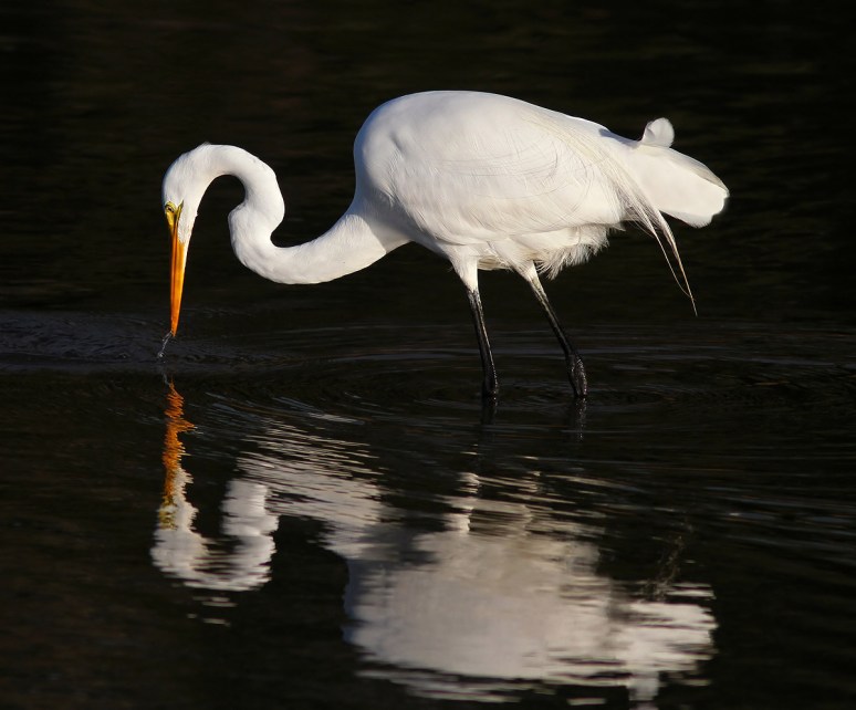 Egret Embarrassed at Fishing Results 