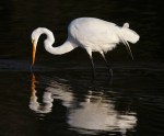 Egret Embarrassed at Fishing&nbsp;Results