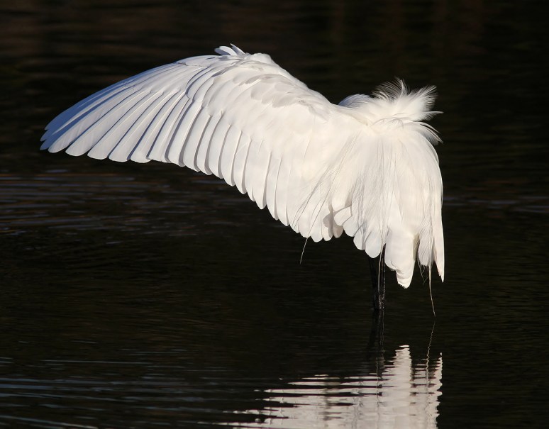 Egret Embarrassed at Fishing Results 