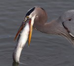 GBH Spots Big&nbsp;Fish