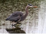 Great Blue Heron Feeding in the Winter&nbsp;Marsh