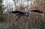 Great Blue Heron Feeding in the Winter&nbsp;Marsh