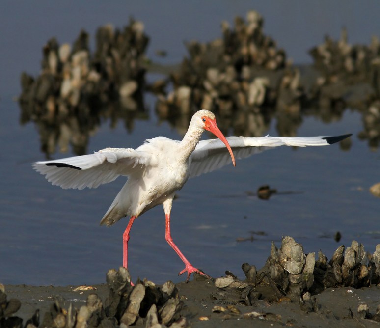 Ibis Oyster Bed Event 