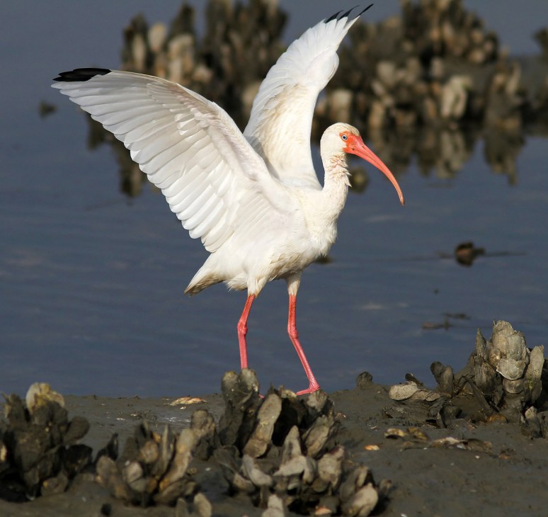 Ibis Oyster Bed Event 