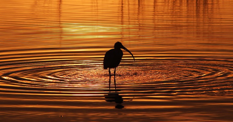 Ibis Sunset Silhouette