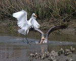 Pelican Drops in on&nbsp;Egret