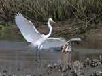 Pelican Drops in on&nbsp;Egret