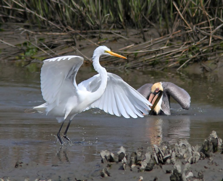 Pelican Drops in on Egret