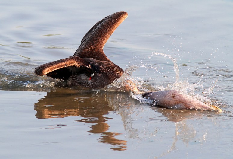 Pelican Fishing with Lure 