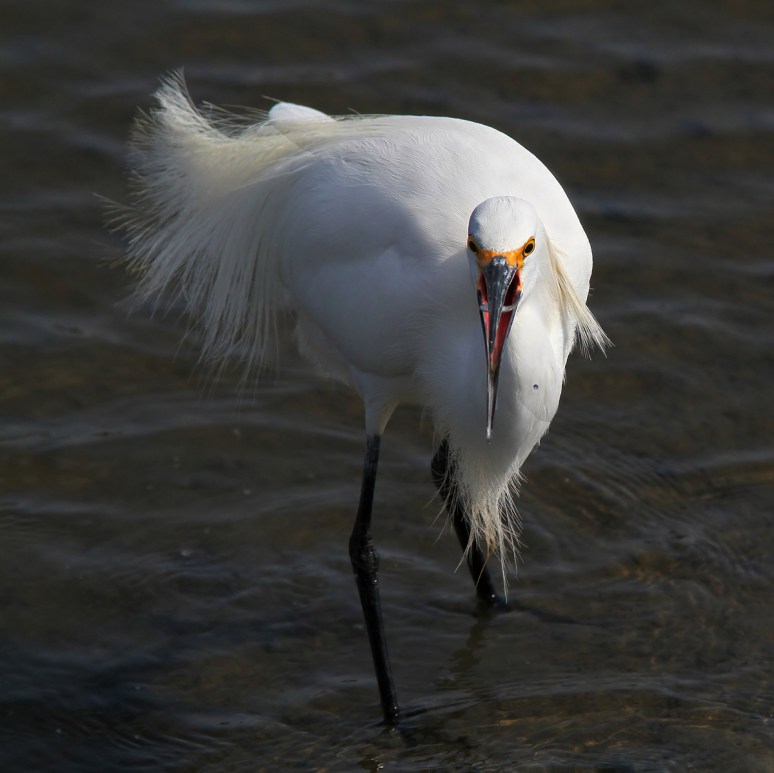 Snowy With Tiny Snack
